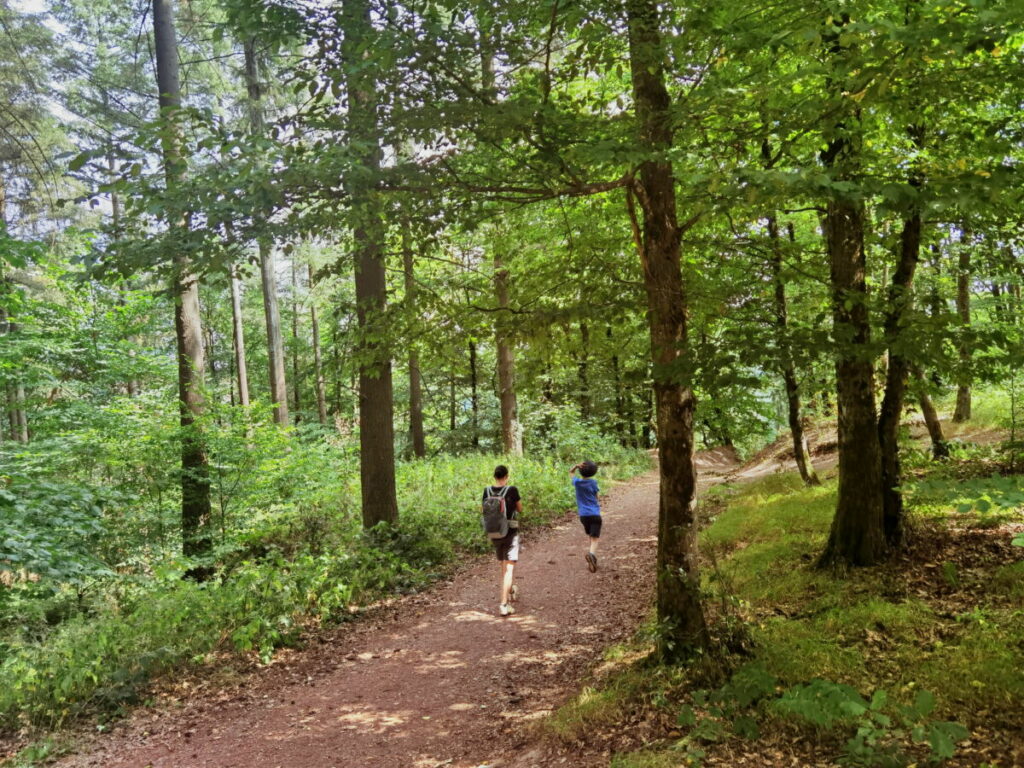 Der Calmont Höhenweg führt durch den Wald, zwischendurch erreichst du Aussichtspunkte