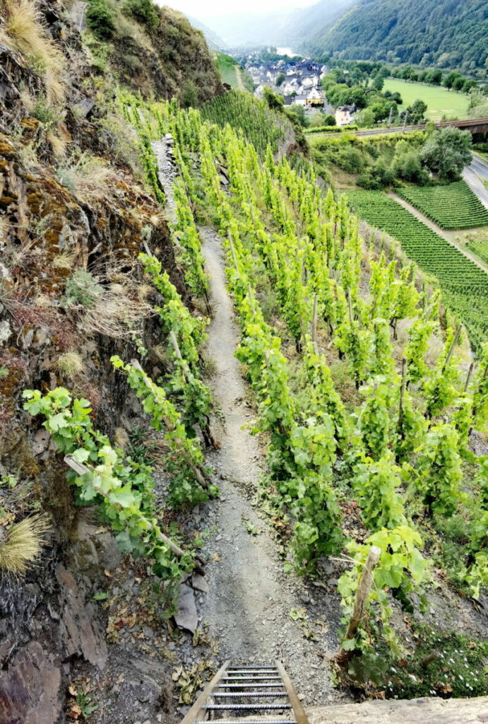 Klettersteig Mosel mit steiler Leiter inmitten der Weinberge - hinten liegt der Ort Ediger - Eller