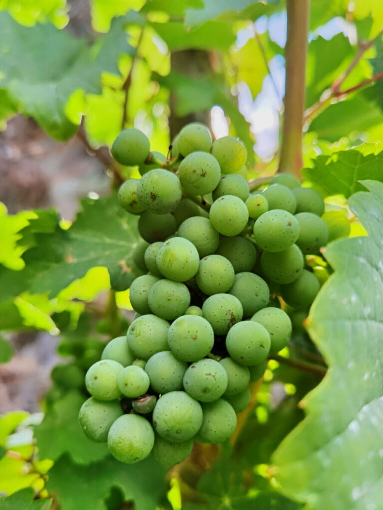 Hier wachsen die Weintrauben für den Bremmer Calmont